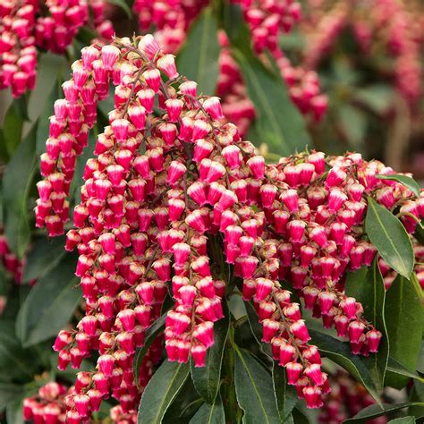 gay goblin|Gay Goblin Japanese Pieris flowers